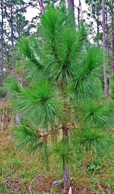 #ad Wild Slash Pine Tree Live Young Plant 10 15 inches 2 Young Plants $24.99