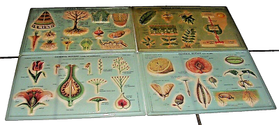 #ad General Botany Scientific Plastic Series set of 4 tables Copyright Rico Firenze $29.99