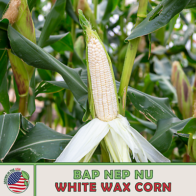 #ad 25 Bap Nep Nu White Waxy Corn Seeds White Glutinous Corn Heirloom Genuine USA $3.89