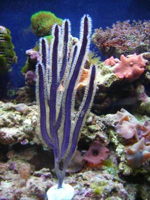 #ad Live Purple Ribbon Photosynthetic Gorgonian Frag Coral Marine Saltwater $19.99