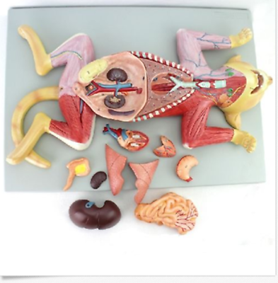 #ad Feline Cat Anatomy Model Organs Heart Muscle Nerve Veterinary Study Animal teach $1170.00