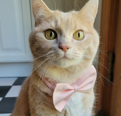 #ad Dog Cat Animal Cute Bow Tie Collar Pet Adjustable Neck Tie Tuxedo US Ship $5.99