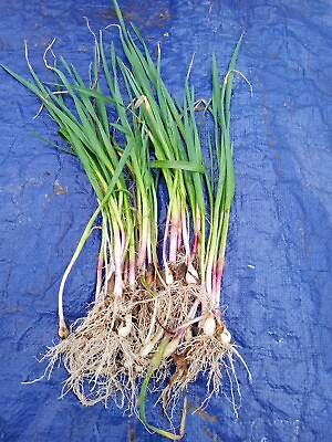 #ad 30 German Red Hardneck Garlic Plants Ready 4 Planting Organic No Pesticides $9.25