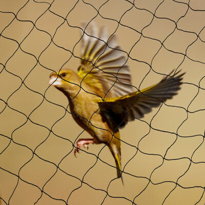 #ad 100#x27;X50#x27; Bird Netting For Bird Poultry Aviary Anti Bird Netting Game Pens Net US $19.95