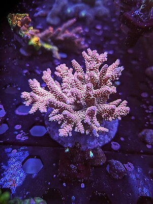 #ad WYSIWYG Insane Rainbow Millepora Acropora Colony SPS Live Coral Acro JF RR ASD $259.99