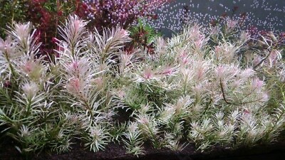 #ad 1 Stems Ludwigia White Live Aquarium Plants FREE S H Rare Gorgeous $25.00