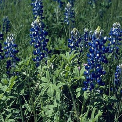 #ad Texas Bluebonnet Lupinnis 100 Seeds BOGO 50% off SALE $3.79