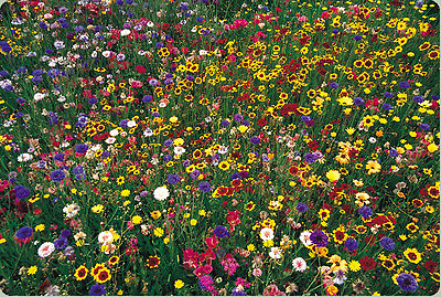 #ad WILDFLOWER MIX 100% seed 1 POUND LB 16 oz Bulk Covers 4000 sq ft LOWEST PRICE $19.99