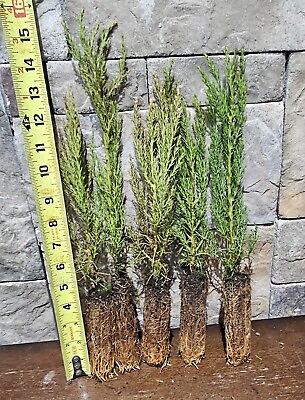 #ad 5 Giant Sequoia Trees California Redwood 7quot; 10quot; Tall Seedlings $46.00
