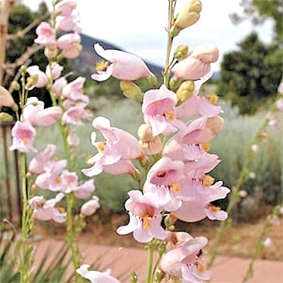 #ad 301PALMER#x27;S PENSTEMON Seeds Native Wildflower Drought Heat Cold Container Easy $3.25