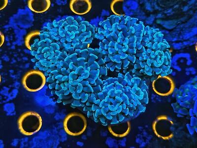 #ad Single Head Teal Green Hammer Coral High Voltage Corals $28.99