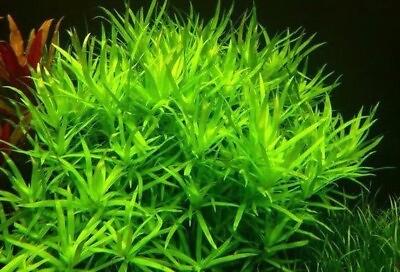 #ad 3 Stems Stargrass live aquarium plants beautiful FREE S H Rare $16.00