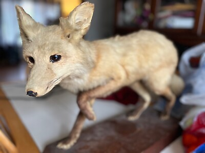 #ad Taxidermy red fox standing up $250.00
