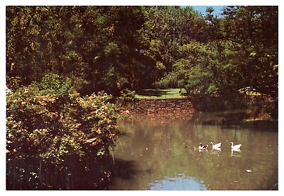 #ad Fountains Valley South Africa Nature Ducks Posted Cancel Wob Chrome Postcard $4.00