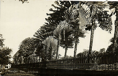 #ad PC CPA SINGAPORE TRAVELLER TREE Vintage REAL PHOTO Postcard b18710 $14.99