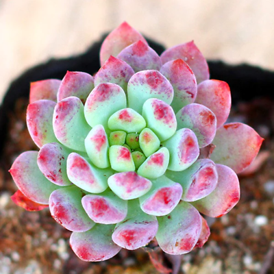 #ad Echeveria Blue Apple Live Succulent Plant Real Fully Rooted Home Garden 2quot; Pot $16.10