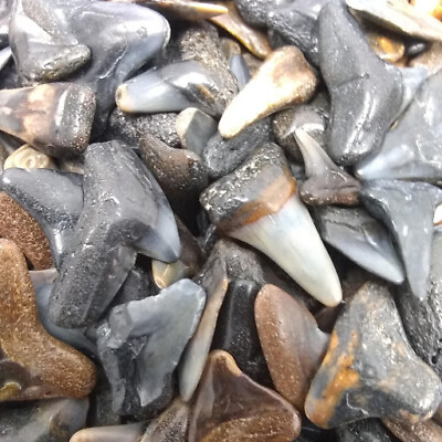 #ad 30 Fossilized Shark Teeth 15 River 15 Beach* 1 Shark Tooth Necklace Bonus $9.99