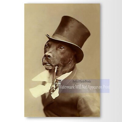 #ad Antique Photo Dog Smoking Pipe in a Top Hat Whimsical Vintage Photo Print $14.95