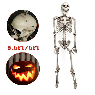 #ad Halloween Human Skeleton 5.6ft 6ft Poseable Full Life Size Party Decor Props $59.99