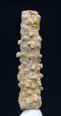 #ad Fossil Sea Sponge Specimen Extinct Coral Reef Sea Life Mineral Texas w ID card $5.99