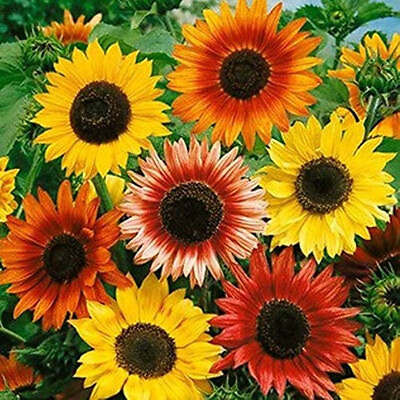 #ad sunflower AUTUMN BEAUTY MIX 55 seeds GroCo USA BUY ANY 10 SHIPS FREE $0.99