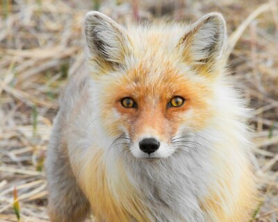 #ad ALASKEN RED FOX Glossy 8x10 Photo Poster Nature Wildlife Print $5.99