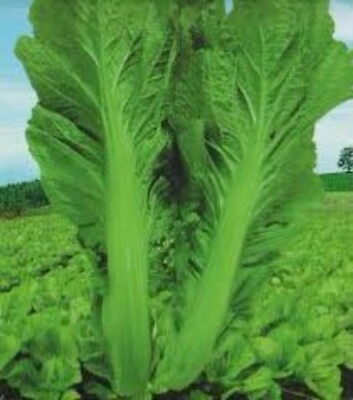 #ad 1 pound Big Large Leaf Bamboo GAI CHOI Mustard Green seeds Cai Be xanh La lon $72.58