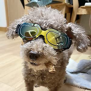 #ad Dog Sunglasses Small Dog Goggles Doggles Dog Glasses for Small Dogs Adjustabl... $18.64