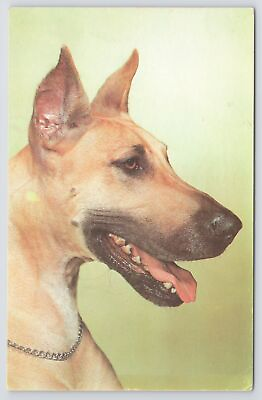 #ad Animal Dog Great Dane Smiles In Profile Alfred Mainzer Vintage Postcard $2.80