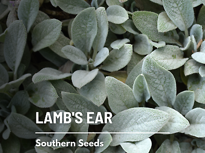 #ad Lamb#x27;s Ear 50 Seeds Medicinal Herb GMO Free Stachys byzantina lanata $1.95