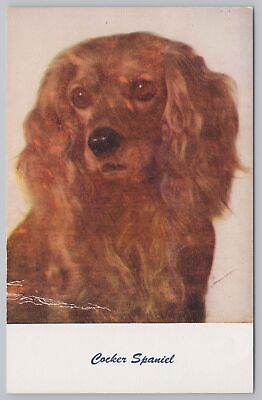 #ad Animal Golden Cocker Spaniel w Brown Eyes Posing For Treat Vintage Postcard $1.35