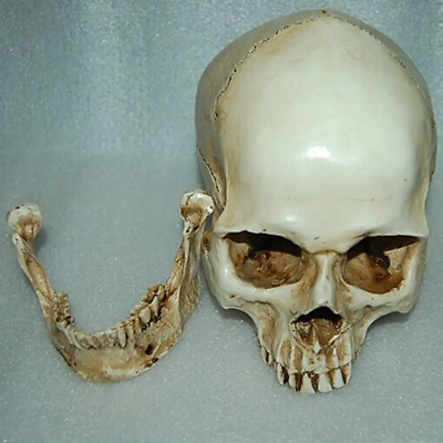 #ad Lifesize 1:1 Human Skull Replica Resin Model Anatomical Medical Skeleton $19.69