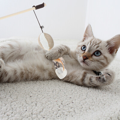 #ad Cat Interactive Teaser Interesting Cat Teaser Funny Cats Kitten $6.63
