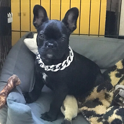 #ad Pet Collar Necklace Jewelry Accessorie Pendant Gold Chain Small Medium Dog Props $6.95