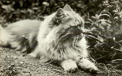 #ad Long Hair Fluffy Cat Jolly House New York City Real Photo Postcard $6.89