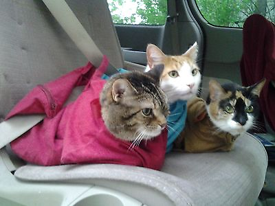 #ad Cat in the bag Cozy Comfort Carriers Gently Used $19.95