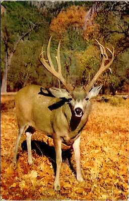 Postcard Mule Deer; Yosemite Valley; Large Antler Rack J4 $3.00