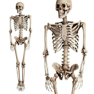 #ad 6FT Halloween Human Skeleton Pose able Life Size Party Plastic Decor Prop Beige $59.99