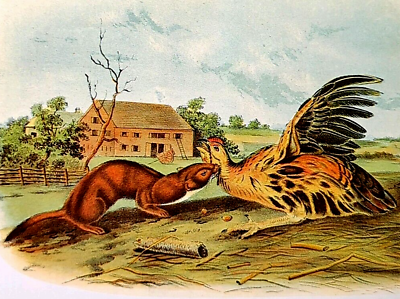 #ad John Audubon Wildlife Animals TAWNY WEASEL Vintage Book Plate Print 214 $11.99