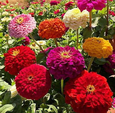 #ad 1000 Crazy Blend Zinnia Seeds Garden Cut Flower Mix Zinnia Elegans Lilliput $5.99