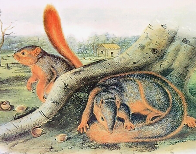 #ad John Audubon Wildlife Lay#x27;s Squirrel Vintage Book Plate Print 166 $11.99