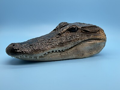 #ad Alligator Head Closed Mouth From Genuine Louisiana Gator $9.99