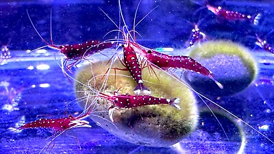 #ad 20 2 Sulawesi Cardinal Shrimp Live Aquarium Shrimp Overnight Shipping $189.99