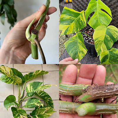 #ad Monstera Rare Albo Variegated Borsigiana Live Fresh Cutting Rooted Plant $24.99