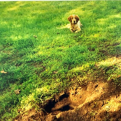 #ad Kc FOUND PHOTO Photograph Snapshot 4x6 Cute Guilty Dog Hole Grass Yard $13.50