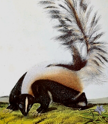 #ad John Audubon Wildlife Large Tailed Skunk Vintage Book Plate Print 179 $11.99