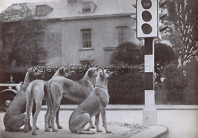 #ad DOG Great Dane Obedience Training Waiting at Traffic Light Print from 1930s $24.95