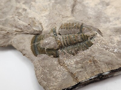 #ad Elrathia kingii Trilobite Fossil Wheeler Shale Fm. Millard Co. UT $11.18
