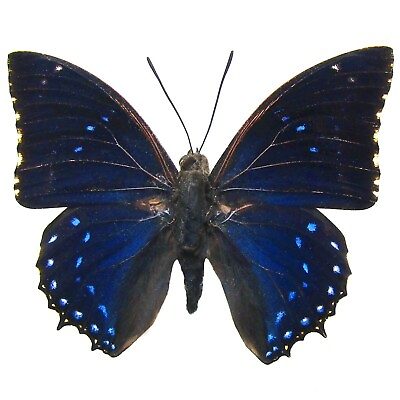 #ad Charaxes numenes ONE REAL BUTTERFLY BLUE AFRICA UNMOUNTED WINGS CLOSED $6.00