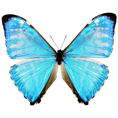 #ad Morpho zephyritis ONE REAL BUTTERFLY BLUE UNMOUNTED WINGS CLOSED $18.00